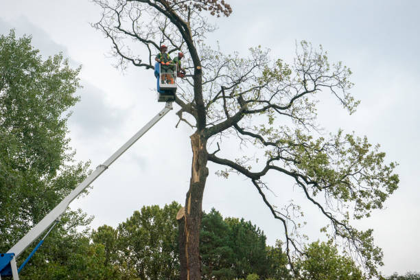 The Steps Involved in Our Tree Care Process in Whitehorn Cove, OK